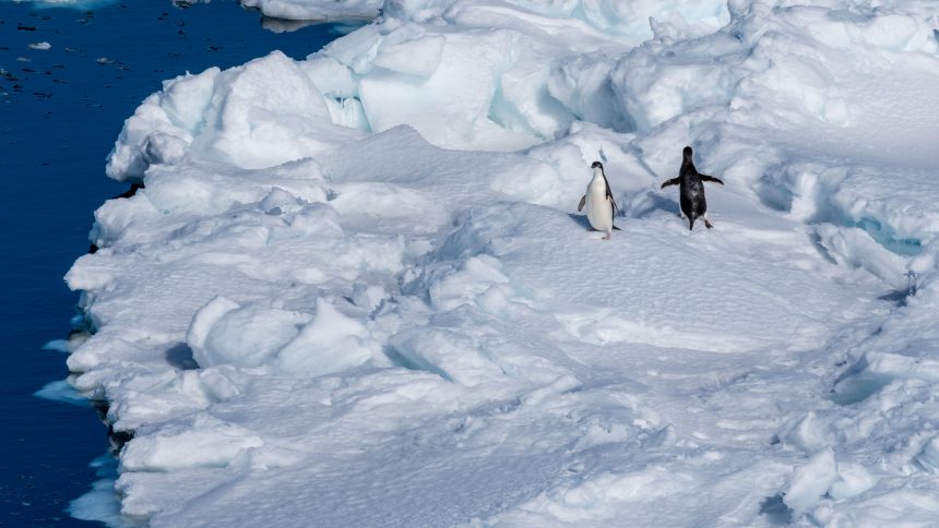 PS111: Antarktis - Atka Bay