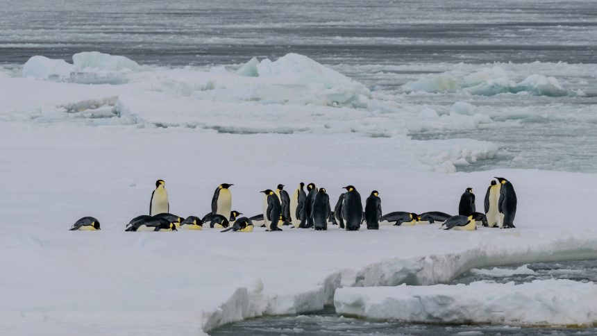 PS111: Antarktis - Weddell Sea